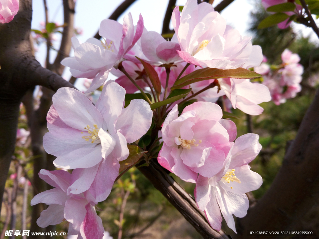 李子花