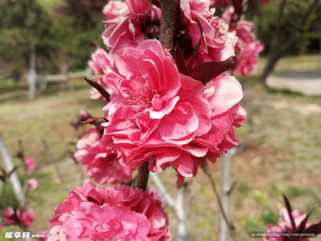 桃花