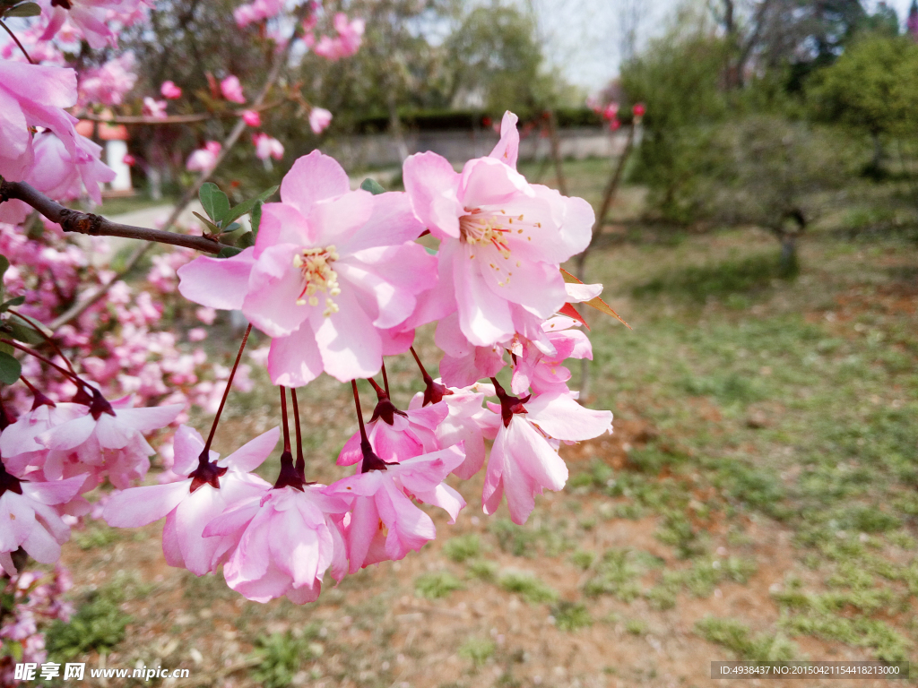 李子花