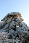黄山云海风光图片