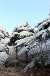 黄山云海风光图片