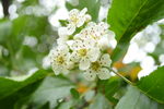 山楂花