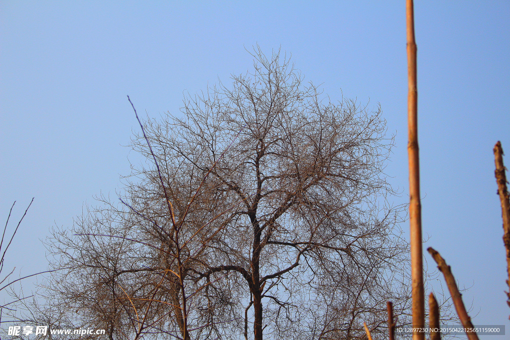 冬天枯树