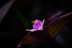 花草