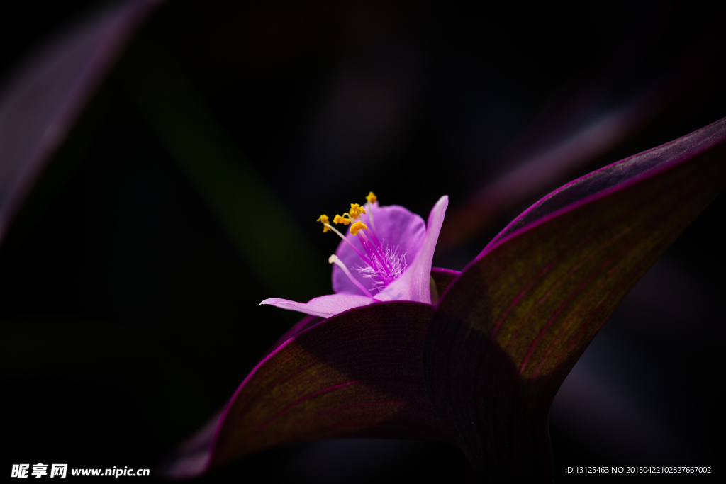 花草