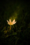花草