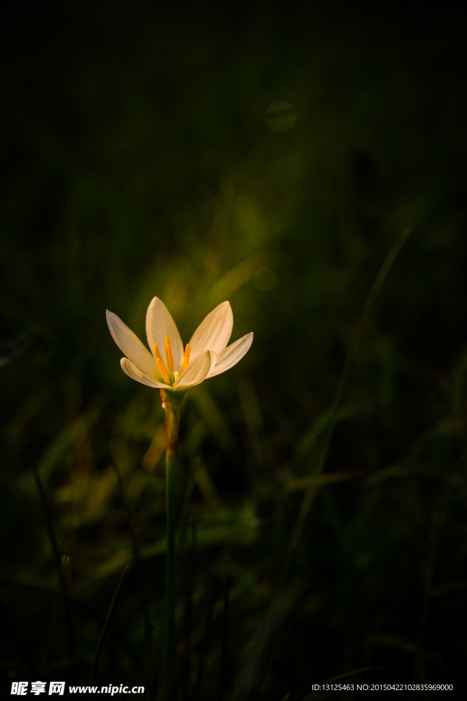花草