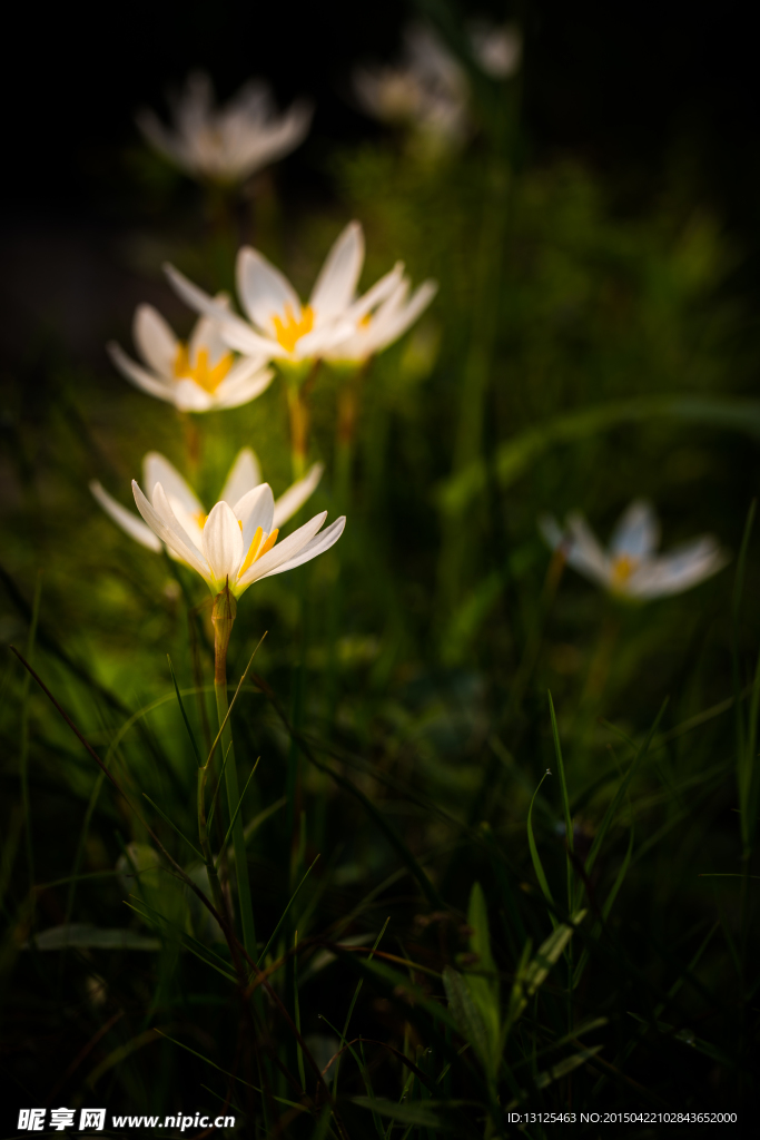 花草