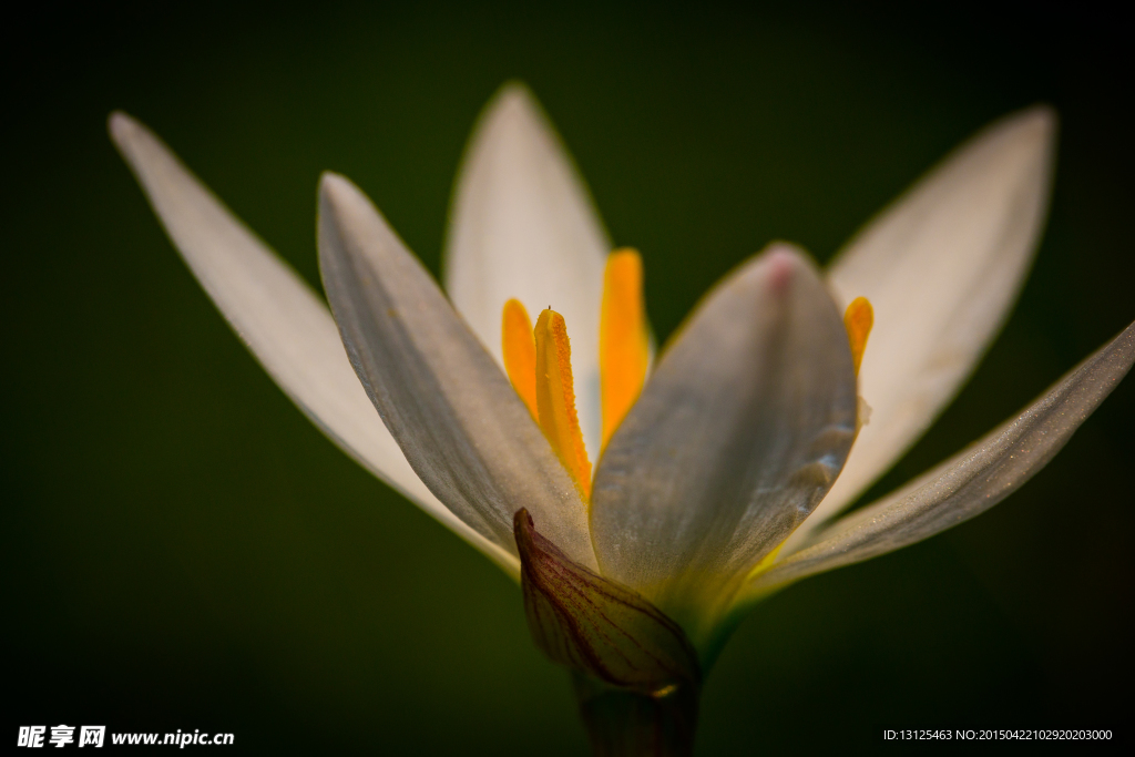 花草