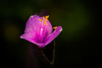 花草
