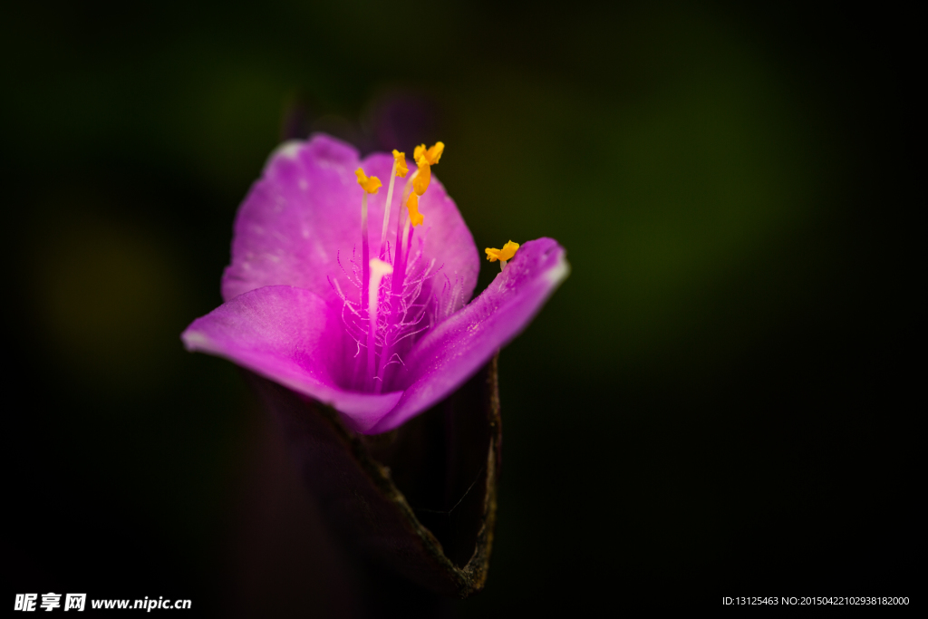 花草