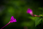 花草