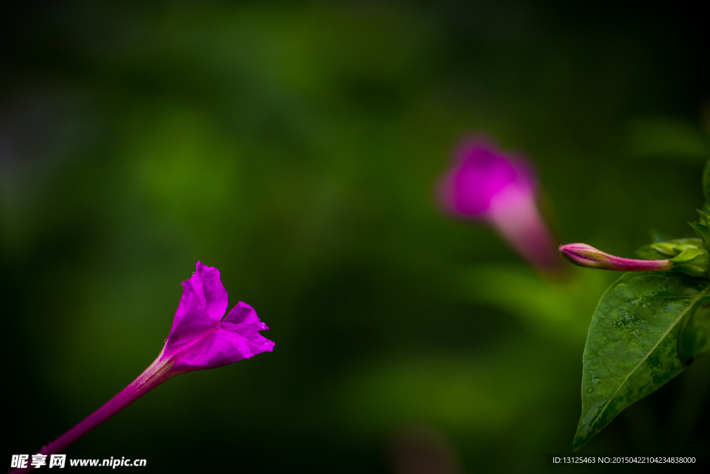 花草