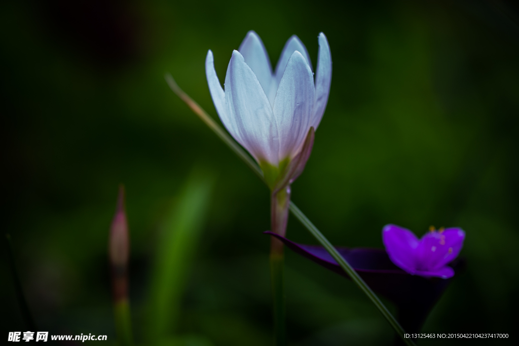 花草