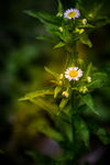 花草