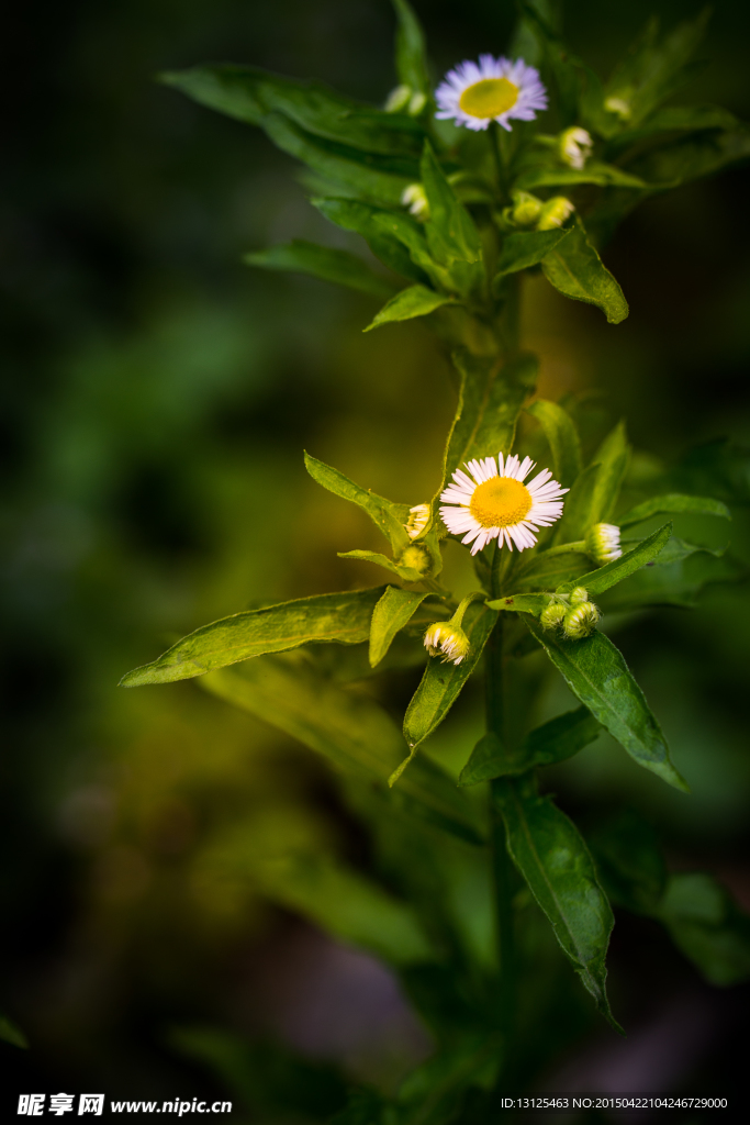 花草