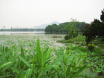 玄武湖