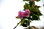 樱桃花