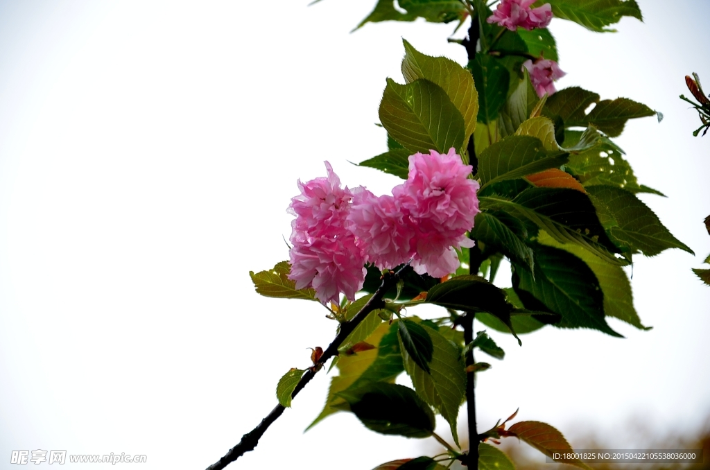 樱桃花