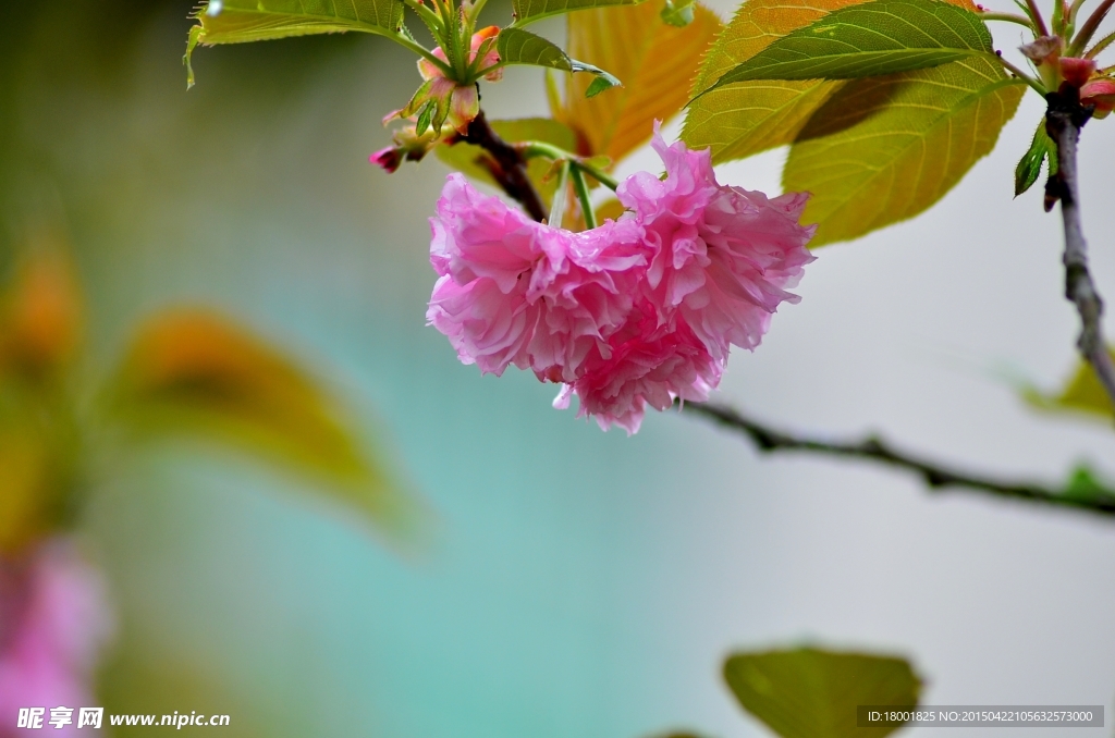 樱花