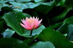 睡莲花