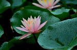 睡莲花