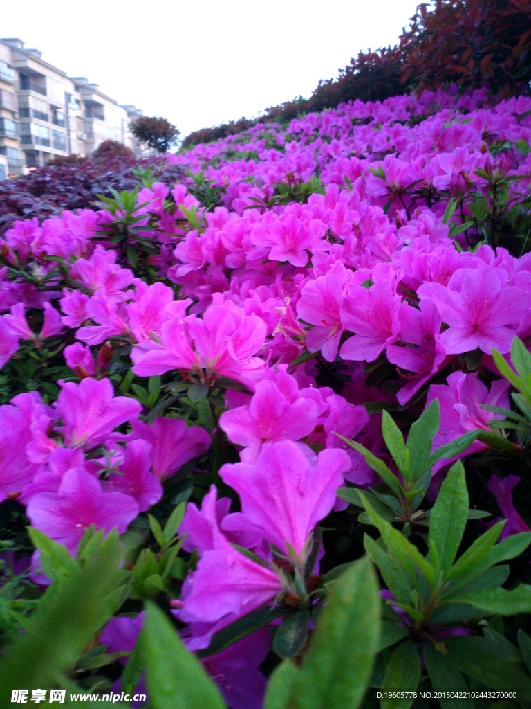一丛红花