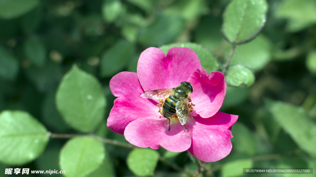 花 蜜蜂