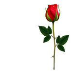 玫瑰花