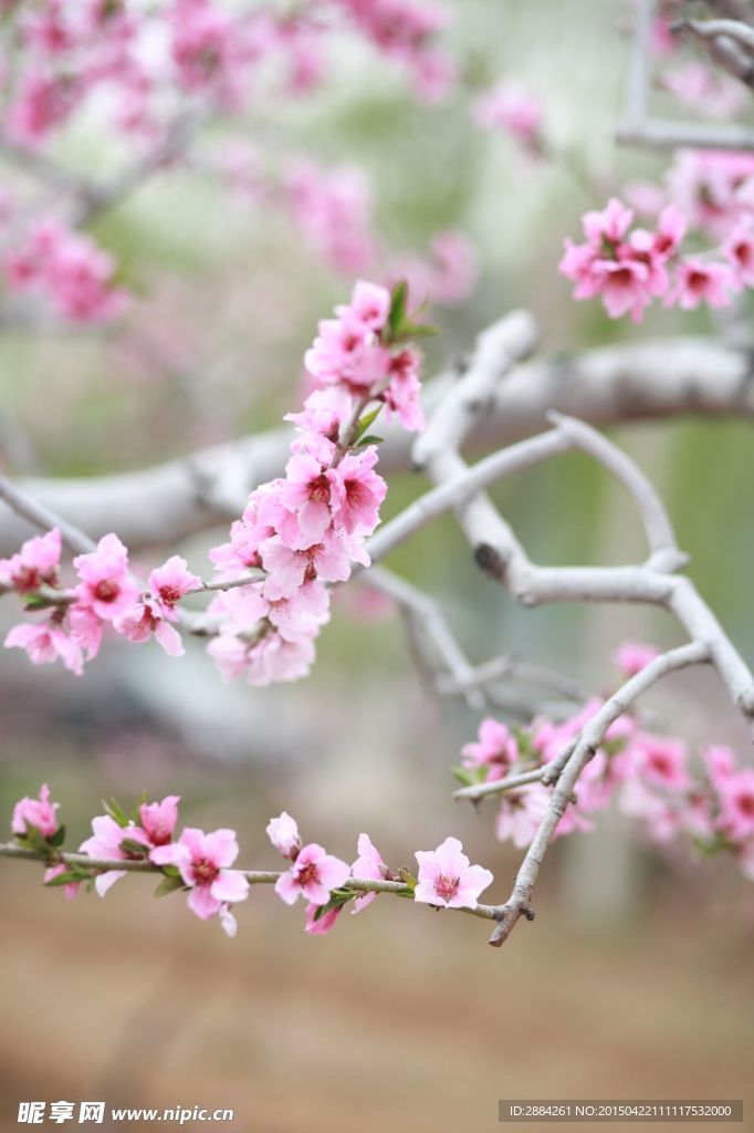 粉色桃花