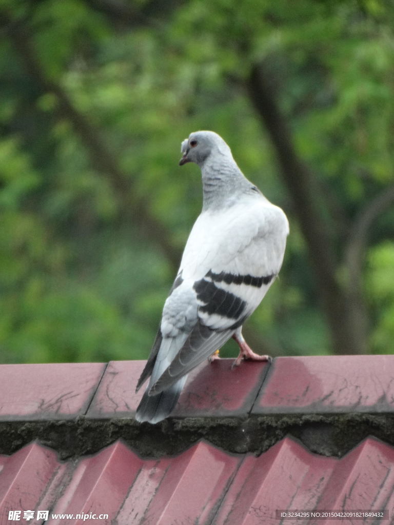 屋顶上的鸽子