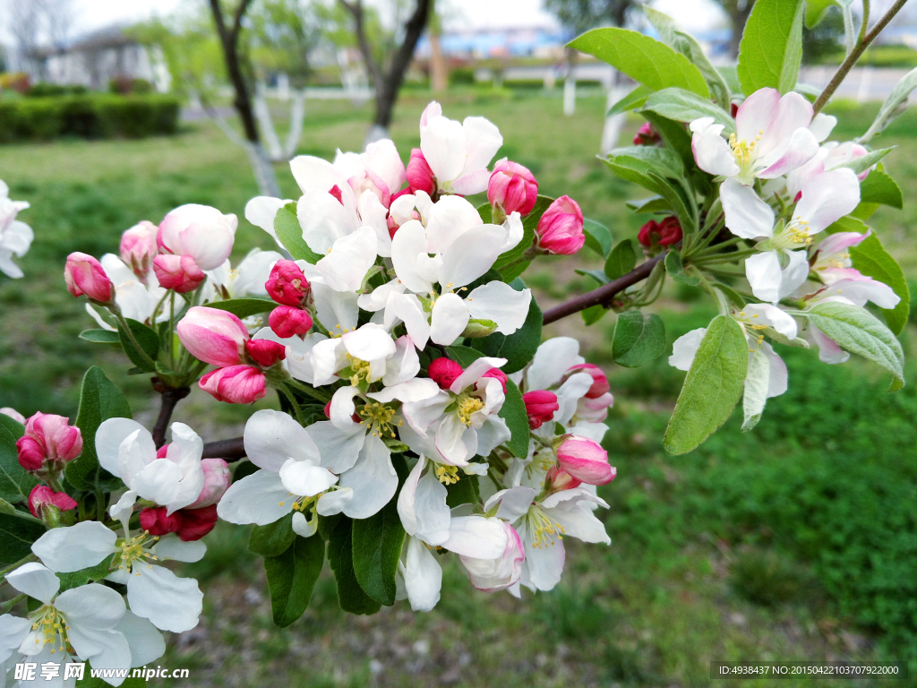 红色花