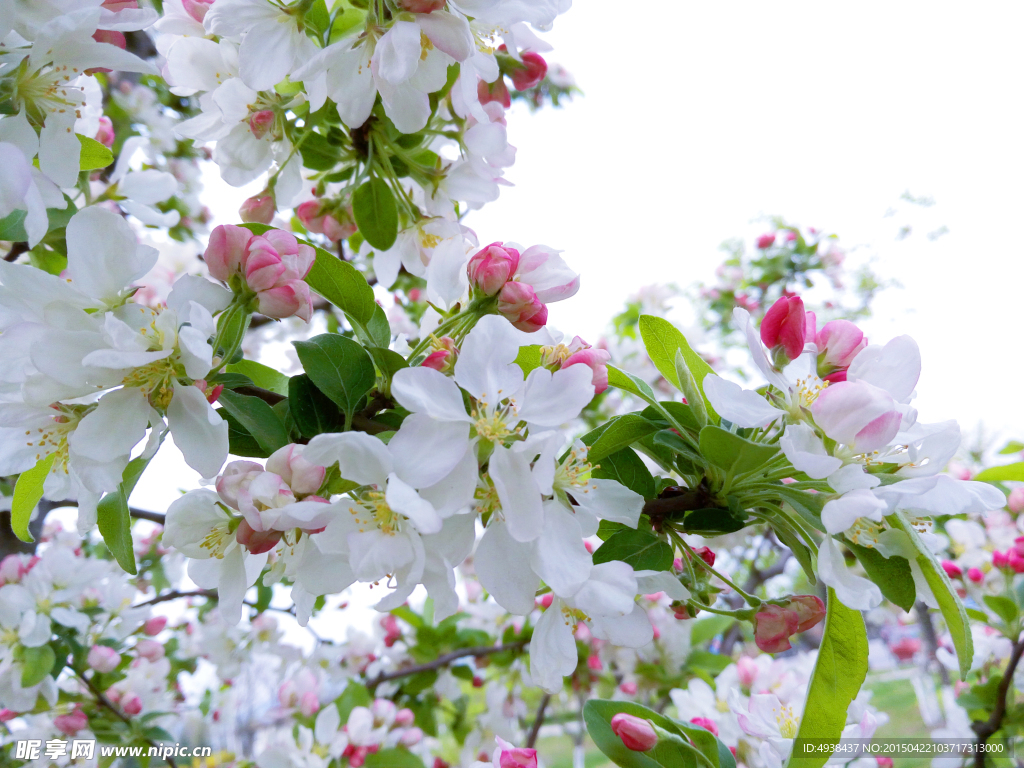 白色花  苹果花