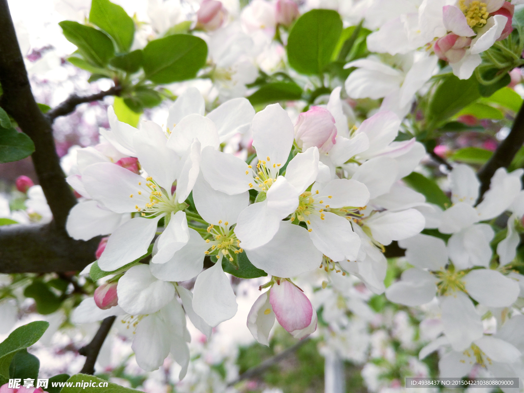苹果花