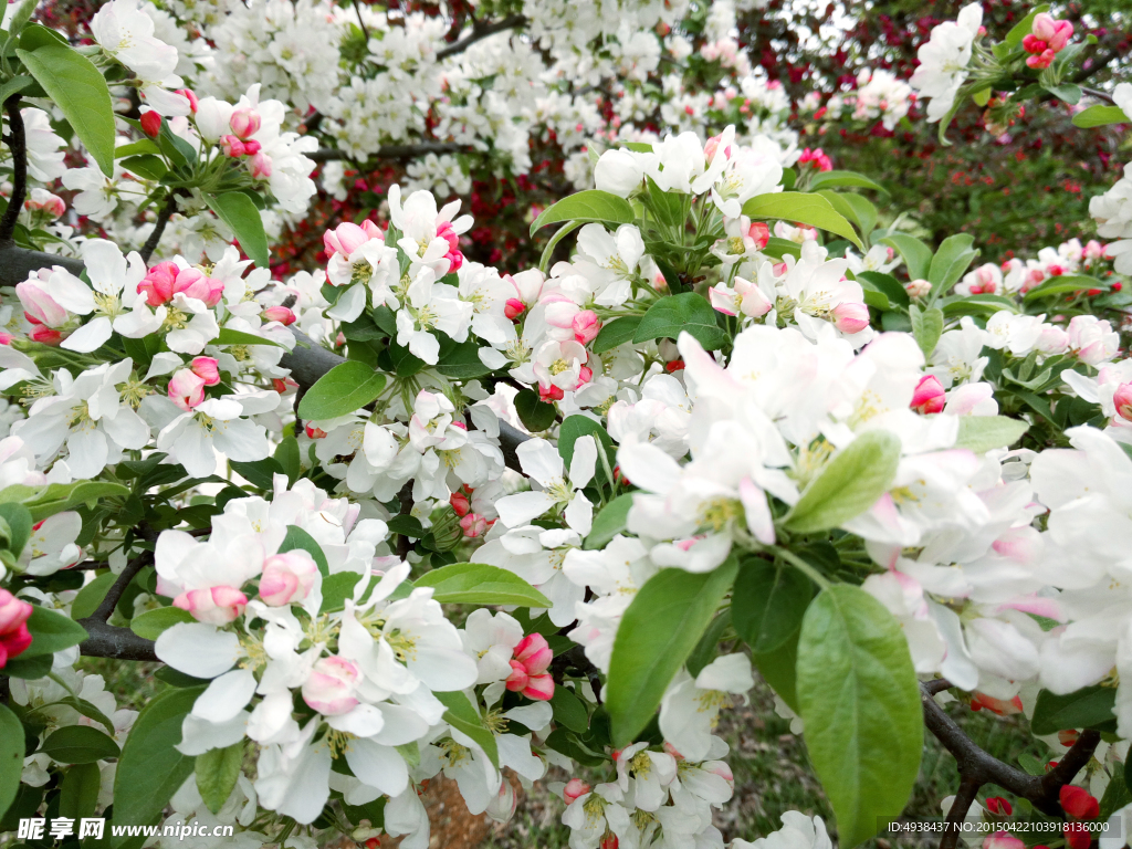 苹果花