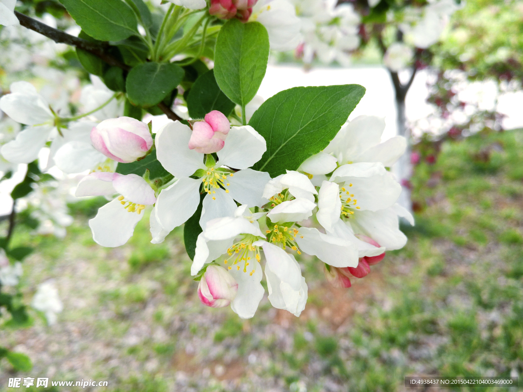 苹果花