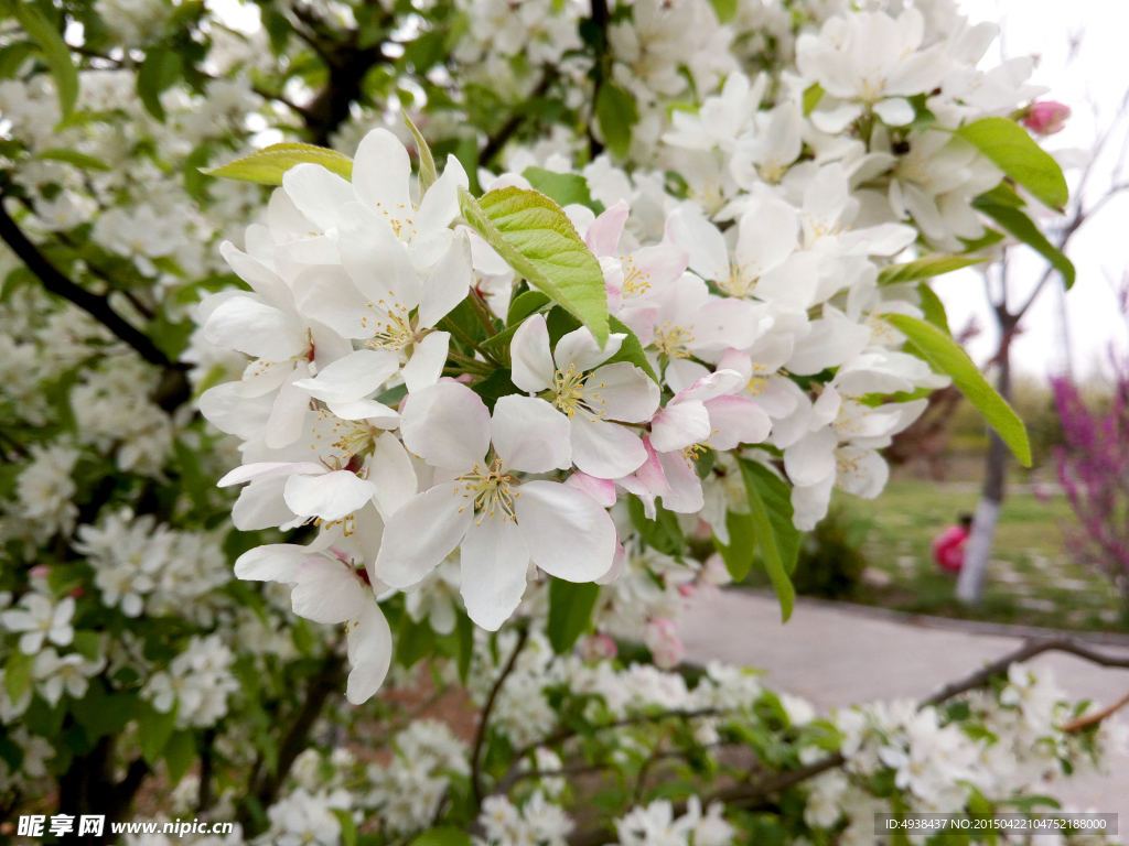 苹果树花