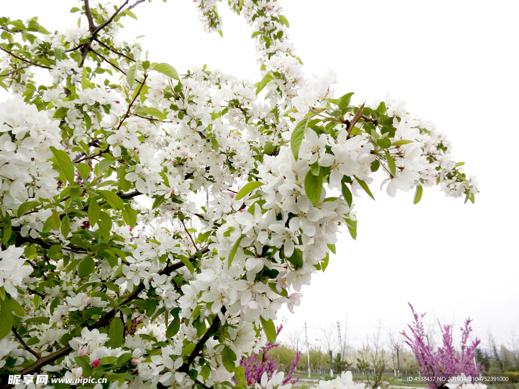 苹果树 花