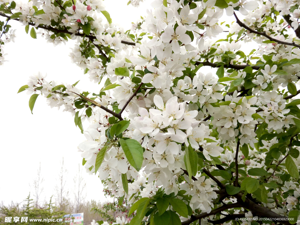 白色花 苹果花