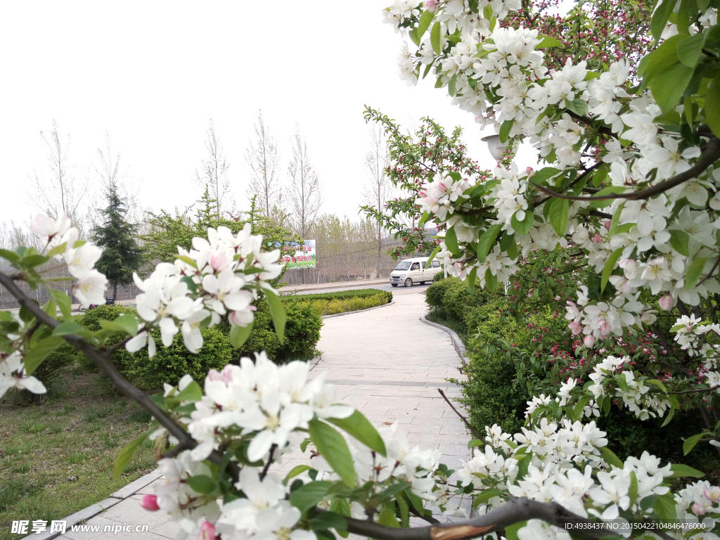 苹果树花