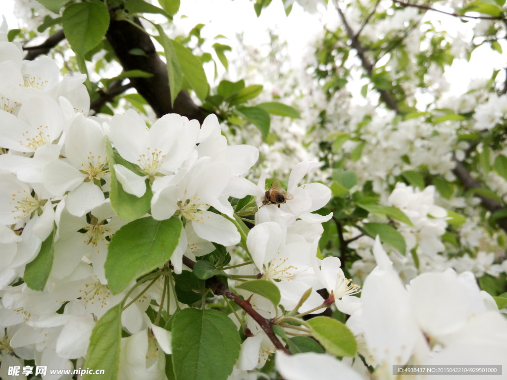 苹果树花