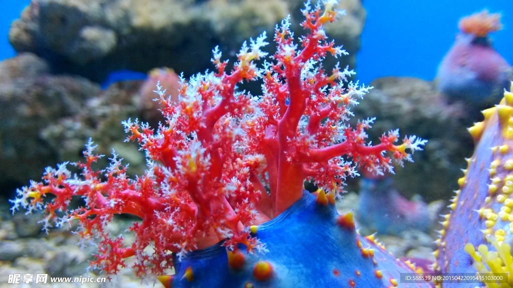 海苹果