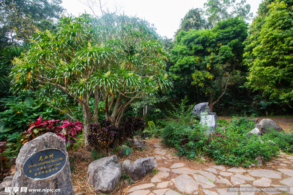 西双版纳热带植物园