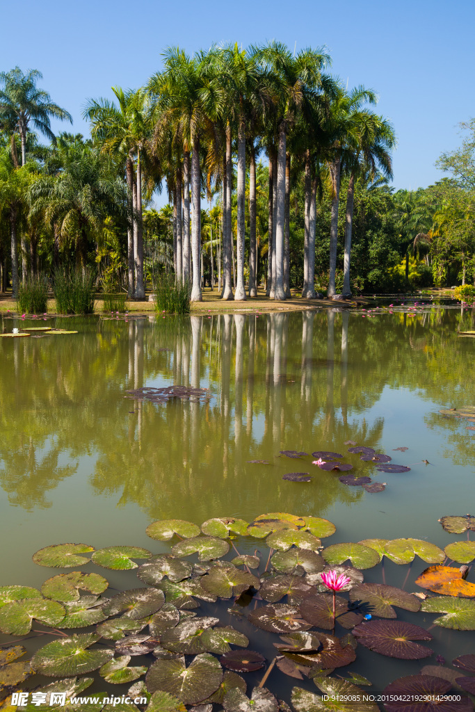 西双版纳热带植物园