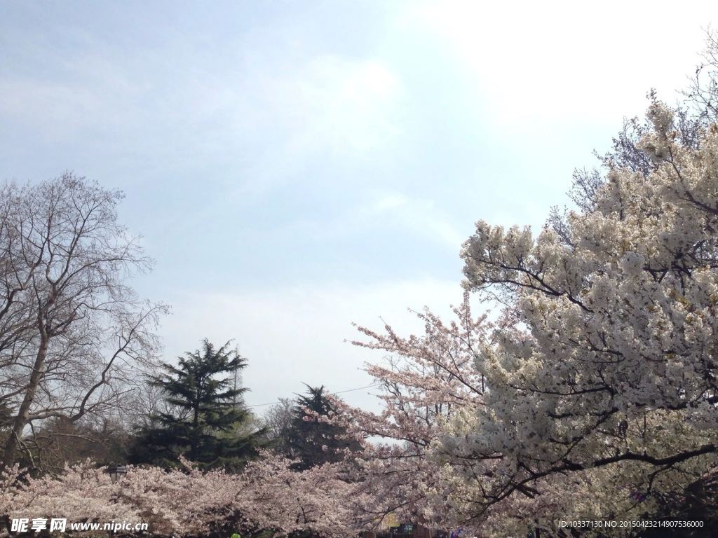 公园里的花