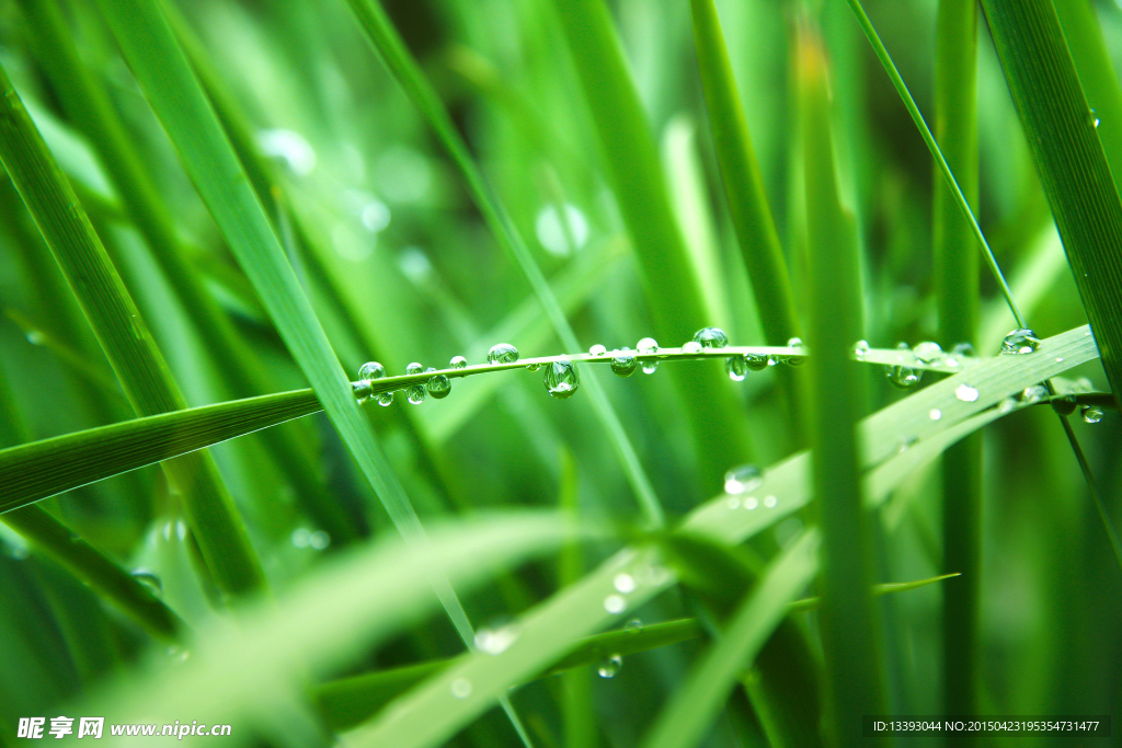 雨后绿草图