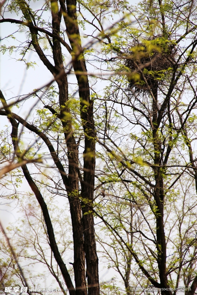槐树上的鸟巢