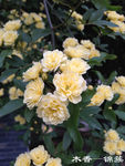 木香花