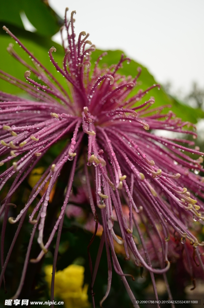 露珠菊花