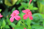 红花芦莉